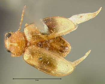 Media type: image;   Entomology 5058 Aspect: habitus dorsal view